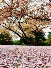 武汉黉门电工科技有限公司-石墨接地,防雷技术**